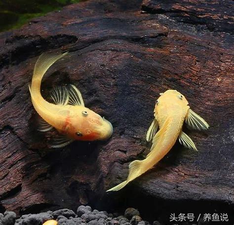 清道夫魚種類|【清道夫魚種類】魚缸清道夫魚大全：3大種類+10大實用又美觀。